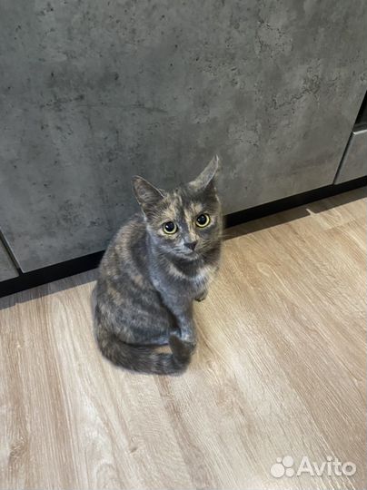 Кошка в дар бесплатно