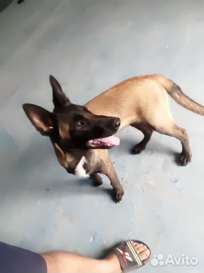 Бельгийский Малинуа