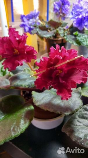 Сортовые фиалки