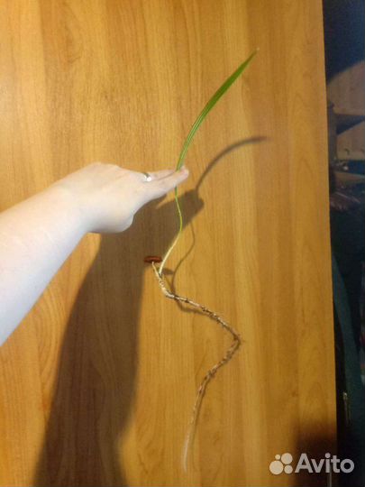 Цветы. Толстянка, фиалки, финики, алоэ