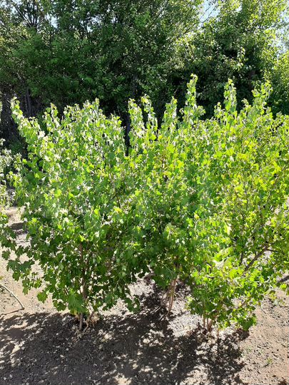 Участок 9 сот. (СНТ, ДНП)