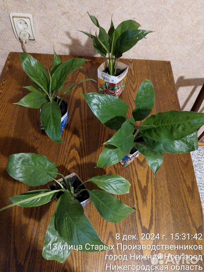 Женское счастье