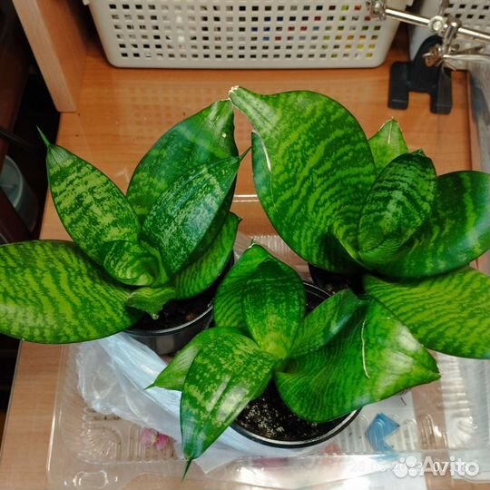 Сансевиерия