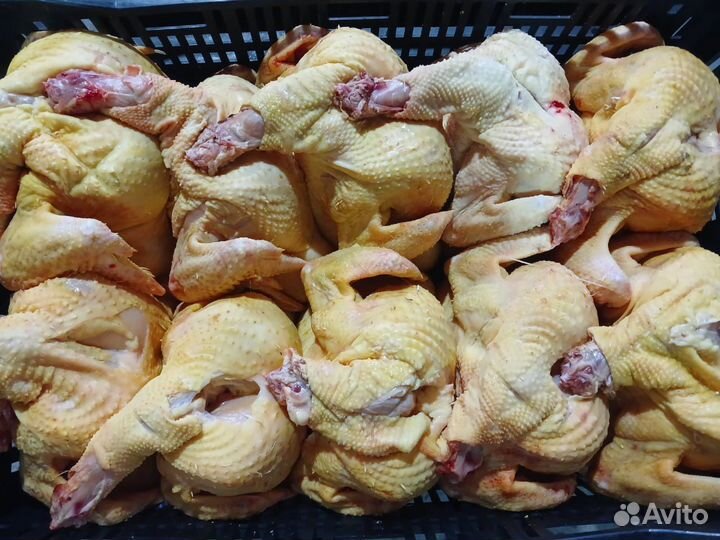 Куры бройлеры тушки мясо