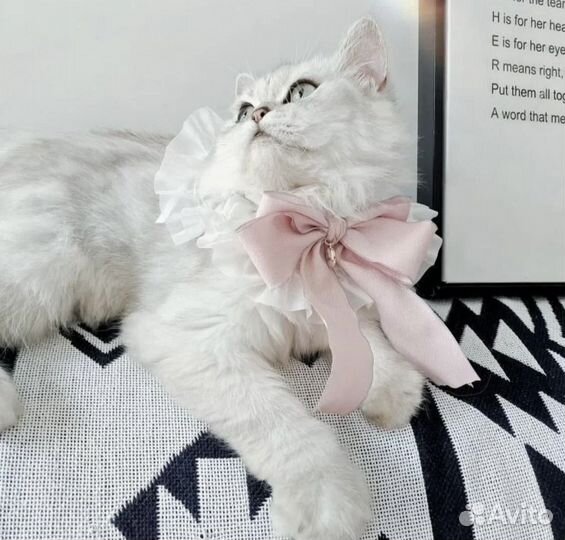 Одежда для собак и кошек