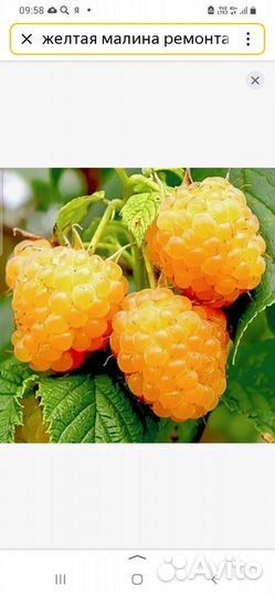 Малина желтый гигант саженцы