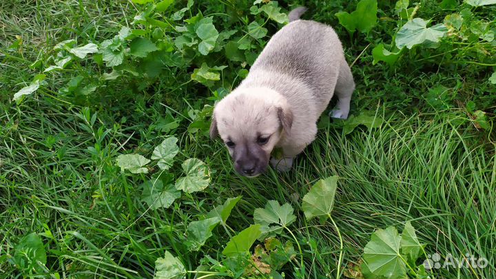 Щенки в хорошие руки