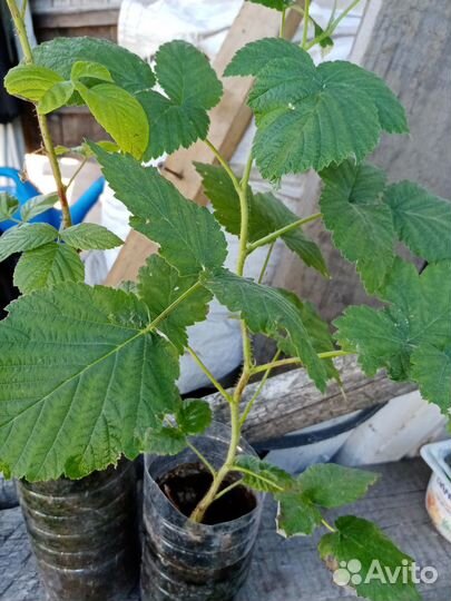 Продам саженцы малины, Новость Кузьмина