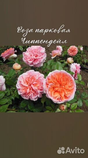 Саженцы роз