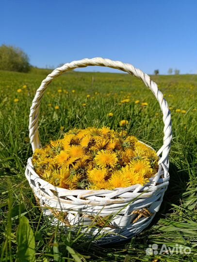 Варенье из одуванчиков