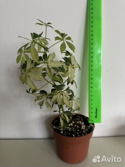 Шефлера Жанин