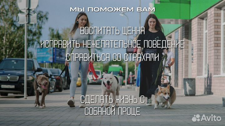 Дрессировка собак