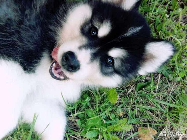 Щенки хаски