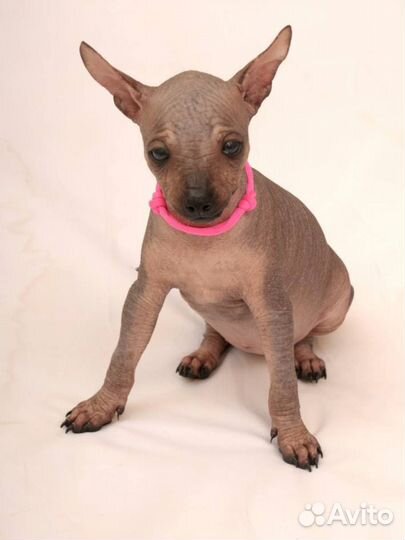 Ксолоитцкуинтли мексиканская голая