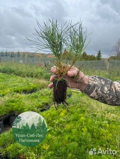 Зкс Сосна сеянцы Ели Лиственницы окс Голуб Горная