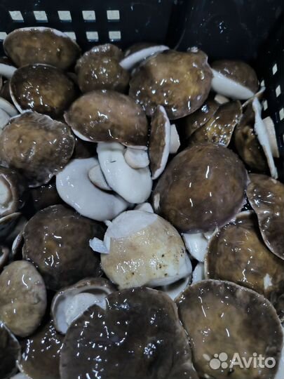 Белые грибы соленоотварные и другие