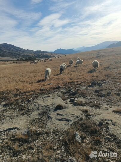 Продаются овцы