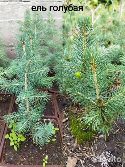 Ель Голубая, можжевельник Блю Эрроу