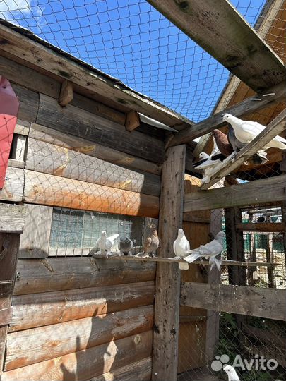 Продам голубей