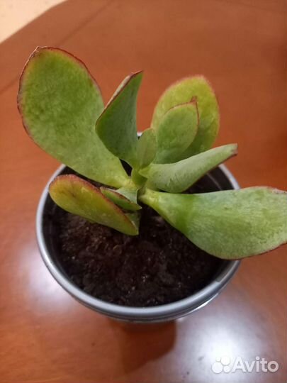 Суккулент Крассула (Толстянка) Ovata Arborescens