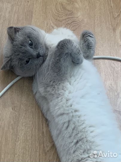Шотландский кот вязка