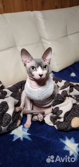 Кот для вязки