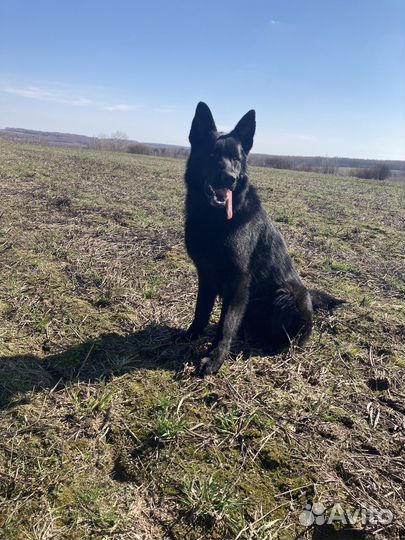 Немецкая овчарка вязка. Кобель 3 года