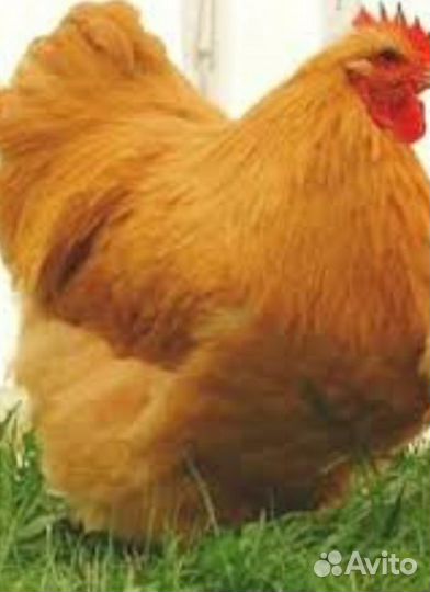 Орпингтон семья