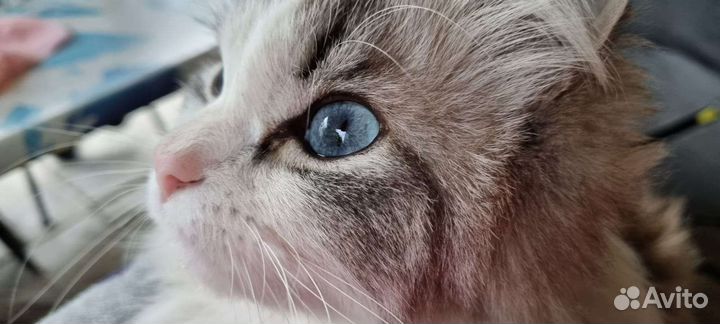 Кошка в добрые ручки бесплатно