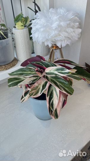 Строманта триколор