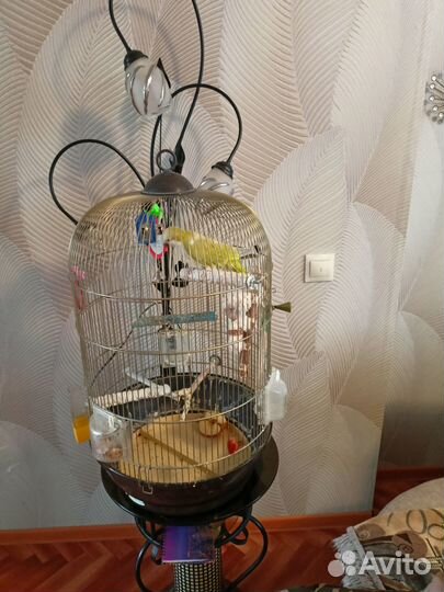 Попугай монах или квакер