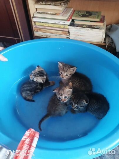 Котята в добрые руки бесплатно