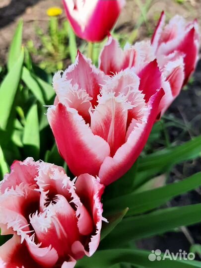 Тюльпаны - миксы