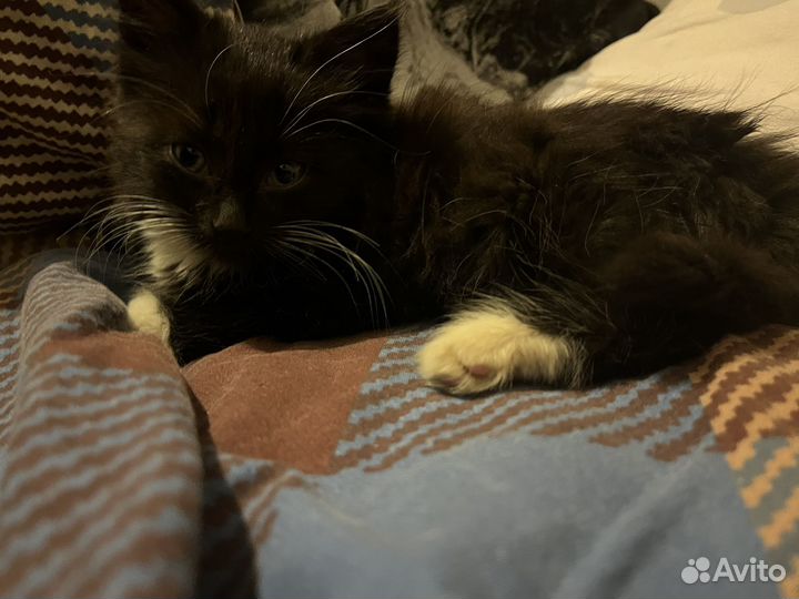 Котенок девочка в добрые руки