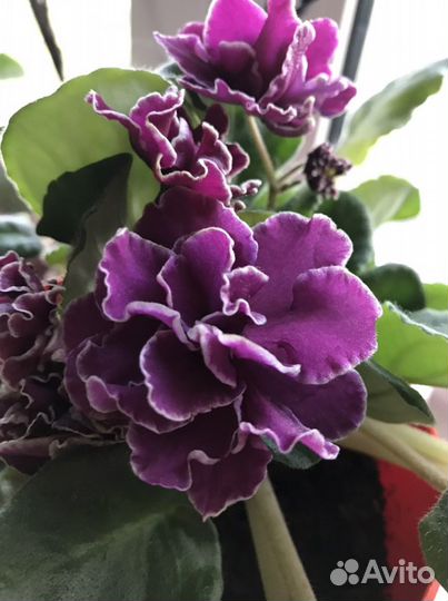 Фиалка темно-розовые крупные цветы