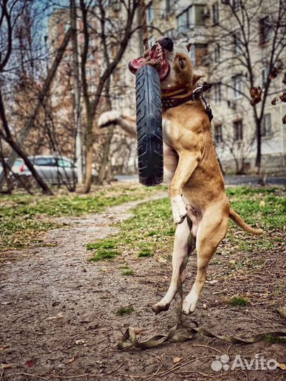 Собака вязка