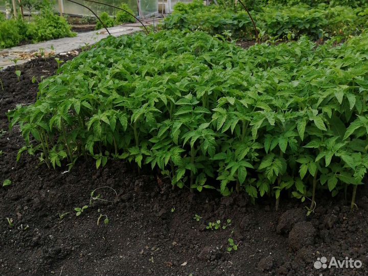 Рассада помидоров томатов