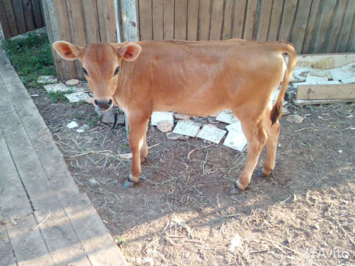 Телочка джерсейская