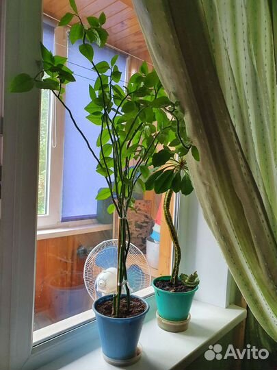 Комнатные растения большие