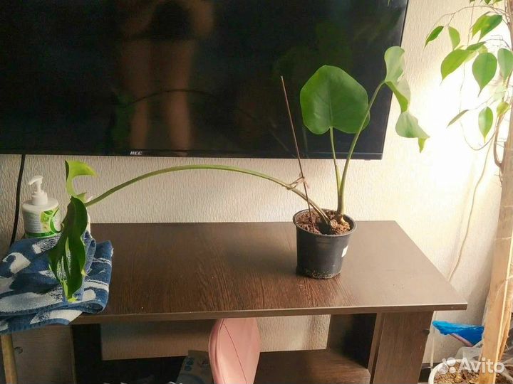 Монстеры несколько шт