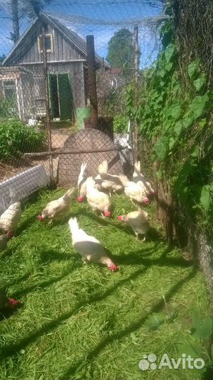 Курочки несушки