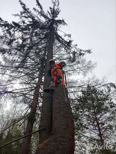 Спил деревьев Г. новопетровское