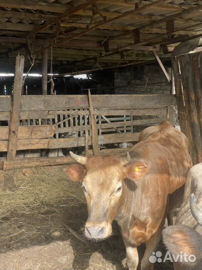 Телка на мясо