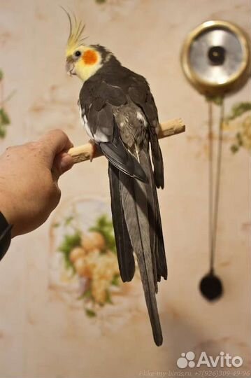 Попугай корелла. Взрослые ручные самцы