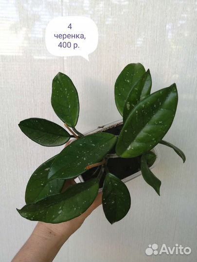 Цветы комнатные. Хойя