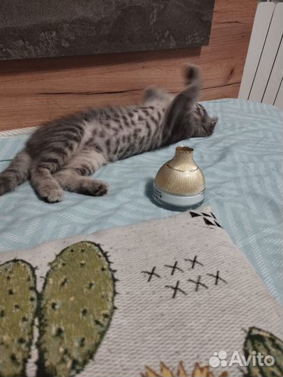Шотландский вислоухий котёнок
