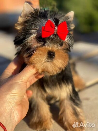 Йоркширский терьер щенок