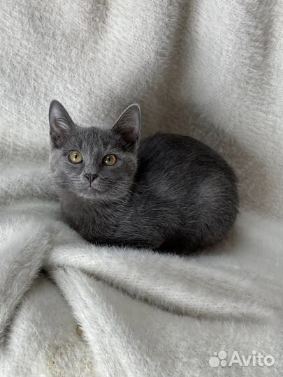 Котенок судьбы