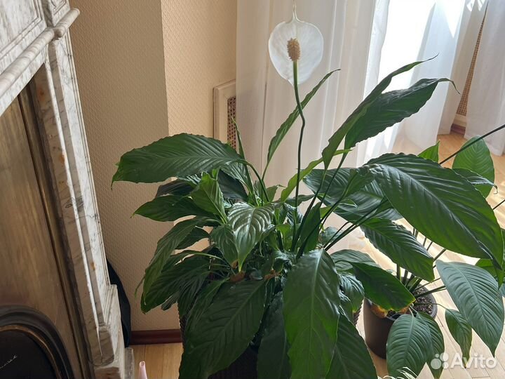 Спатифиллум (женское счастье) взрослый