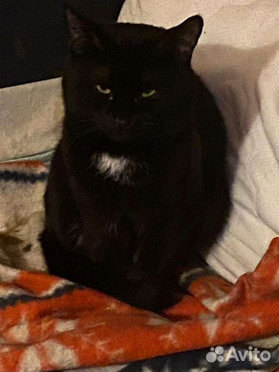 Кот в добрые руки